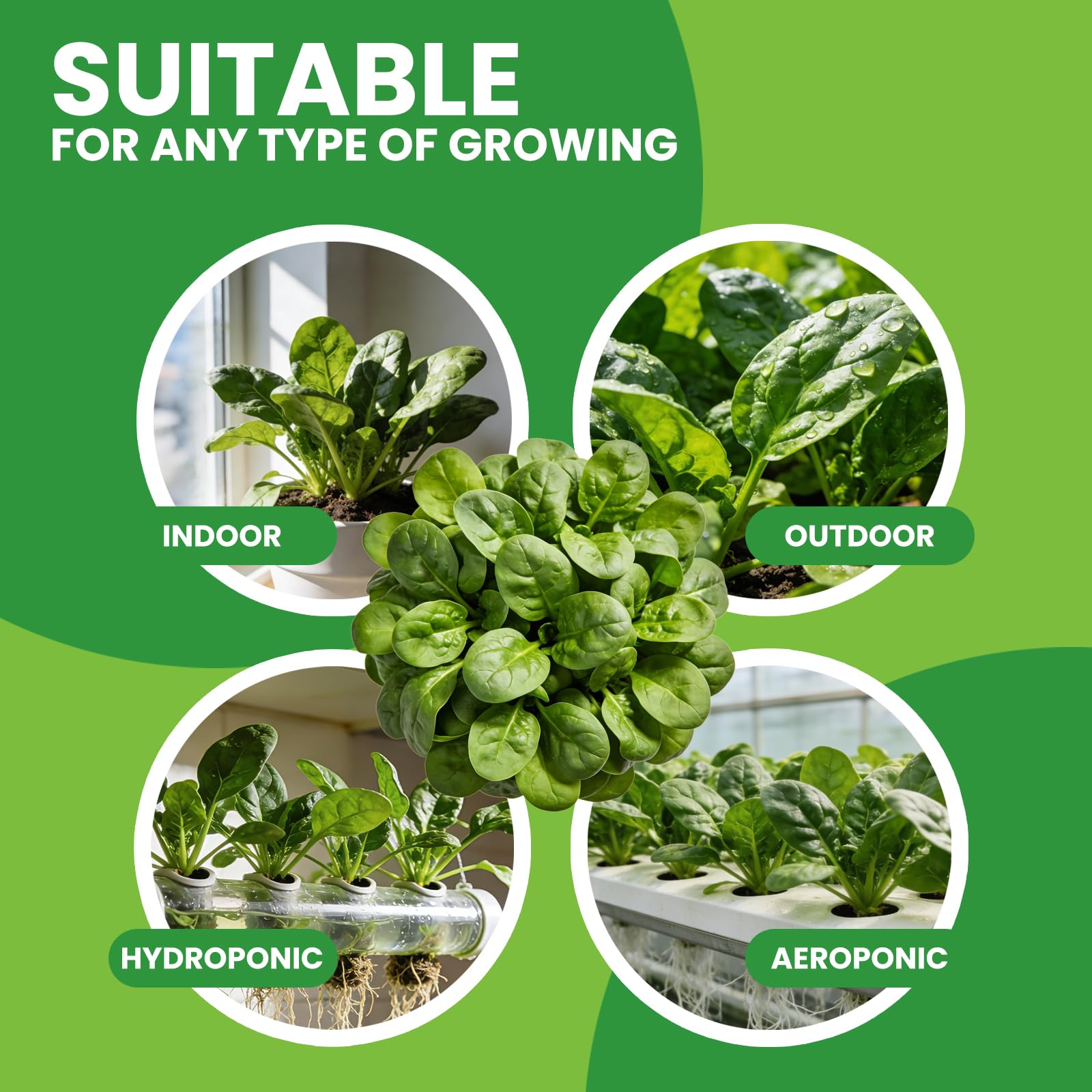 Fruivity Bloomsdale spinach leaves appear thick and deep green
