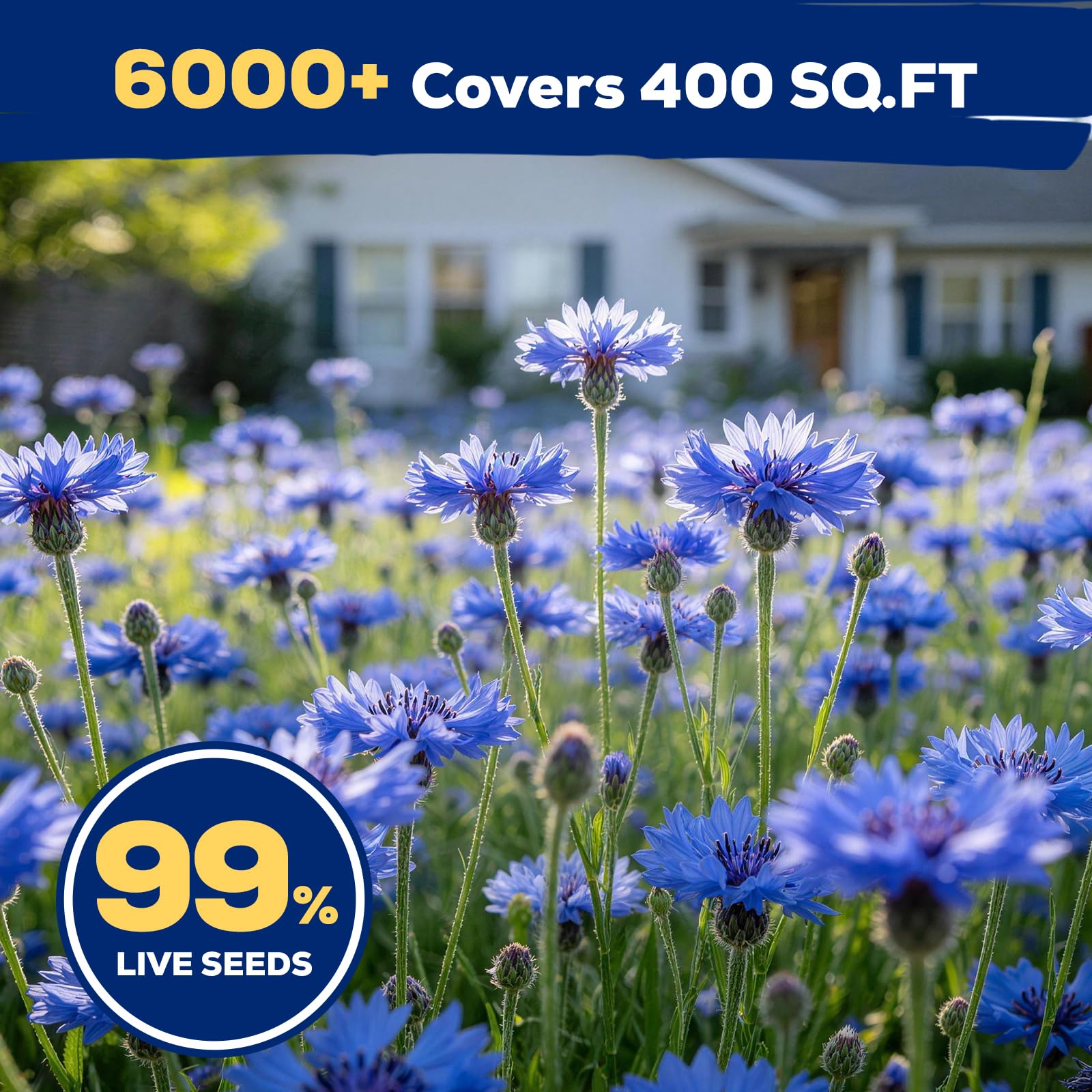 Fruivity blue cornflower seeds as a thoughtful gift for gardeners and flower lovers.