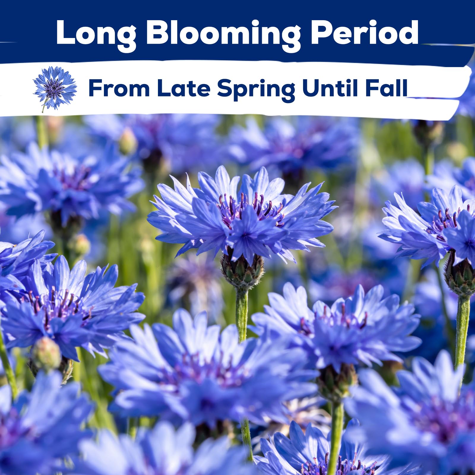 Fruivity drought-tolerant cornflower thriving with minimal watering in sunny borders.