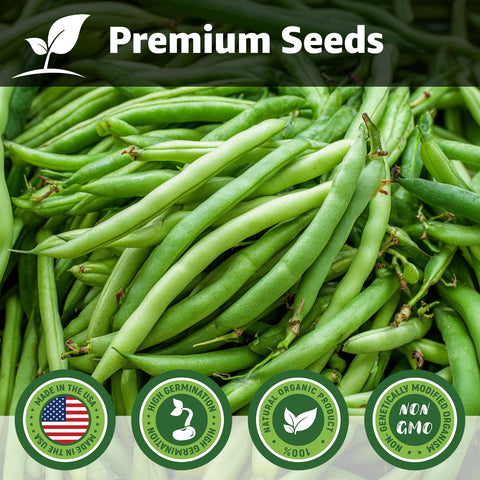 Fruivity green bean pods ready for harvest and fresh, flavorful meals.