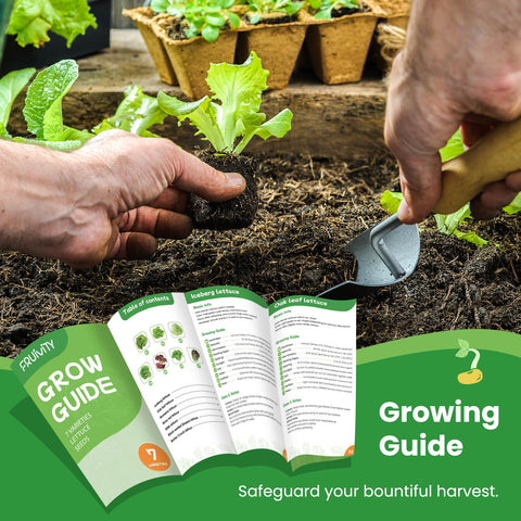 Fruivity lettuce seeds collection black-seeded Simpson leaves for textured garden salads.