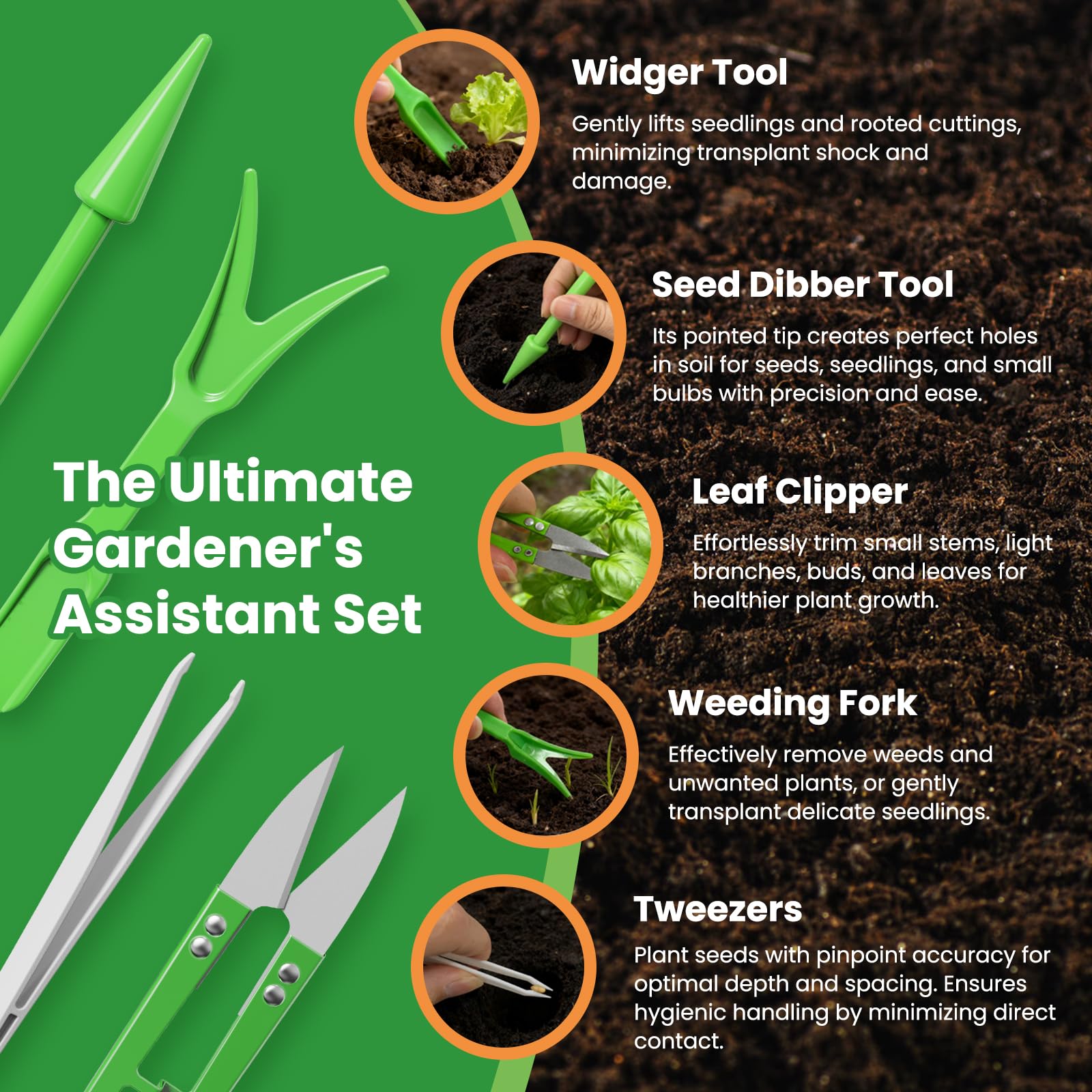 Fruivity lettuce seeds collection butter crunch leaves promise crisp, sweet harvests.
