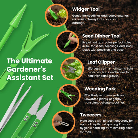 Fruivity lettuce seeds collection butter crunch leaves promise crisp, sweet harvests.