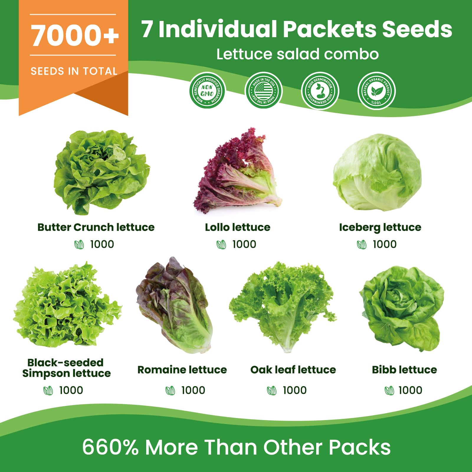 Fruivity lettuce seeds collection iceberg head showing crisp leaves for garden salads.