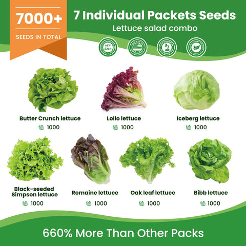 Fruivity lettuce seeds collection iceberg head showing crisp leaves for garden salads.