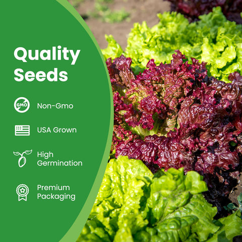 Fruivity lettuce seeds collection romaine lettuce display with long crisp leaves ideal for salads.