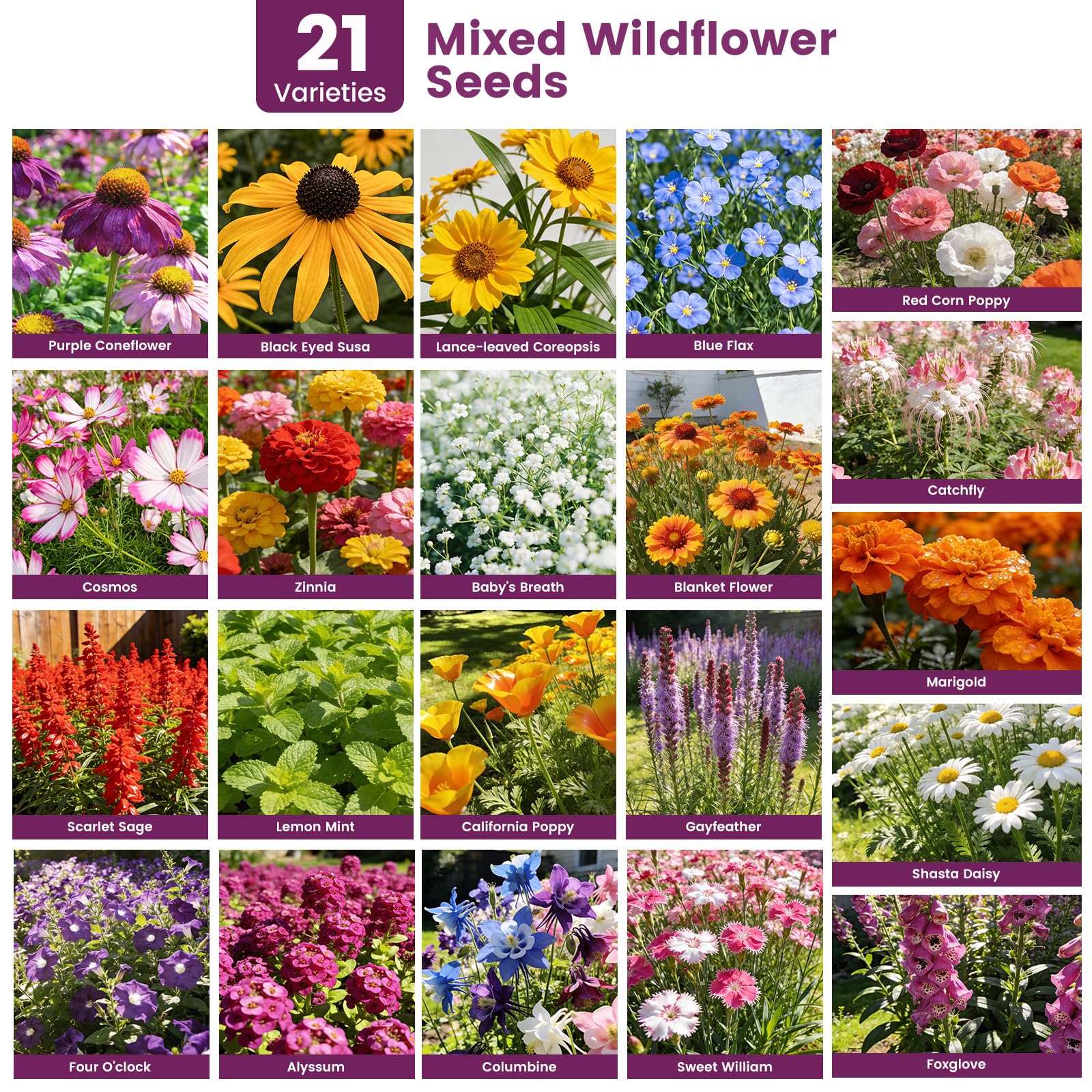 Fruivity outdoor-indoor gardening seeds suit balcony and yard projects.