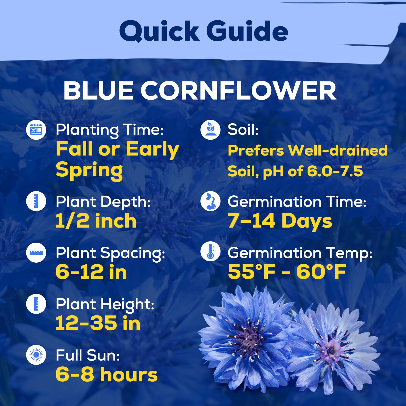 Fruivity pollinator-friendly garden meadow with blue cornflowers drawing bees and butterflies.