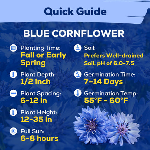 Fruivity pollinator-friendly garden meadow with blue cornflowers drawing bees and butterflies.