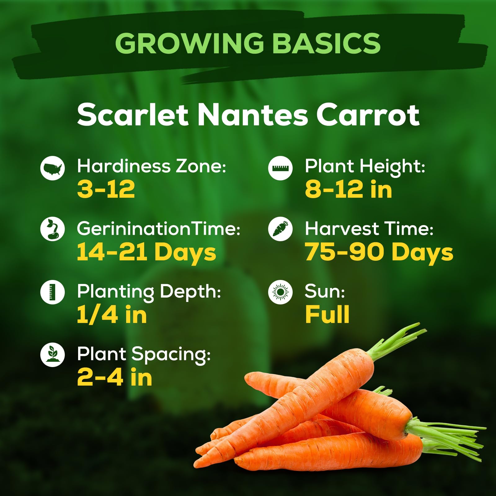 Fruitivity Scarlet Nante carrot seeds in soil closeup showing high germination potential for beginners