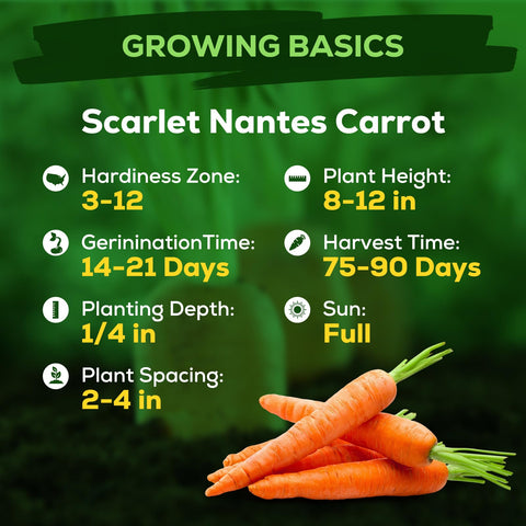 Fruitivity Scarlet Nante carrot seeds in soil closeup showing high germination potential for beginners