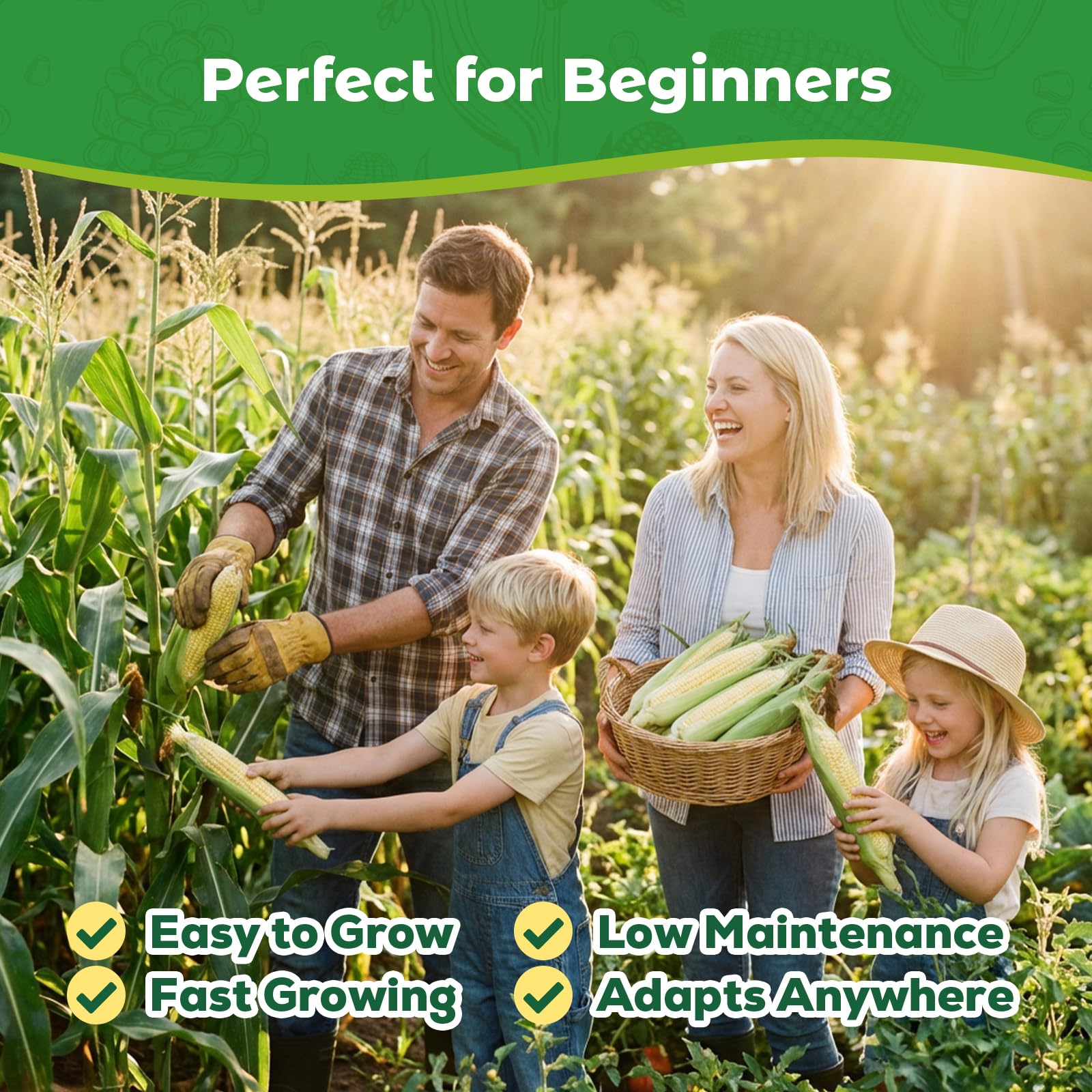 Fruivity Silver Queen Corn Seeds showcase vibrant kernels for bright dishes.