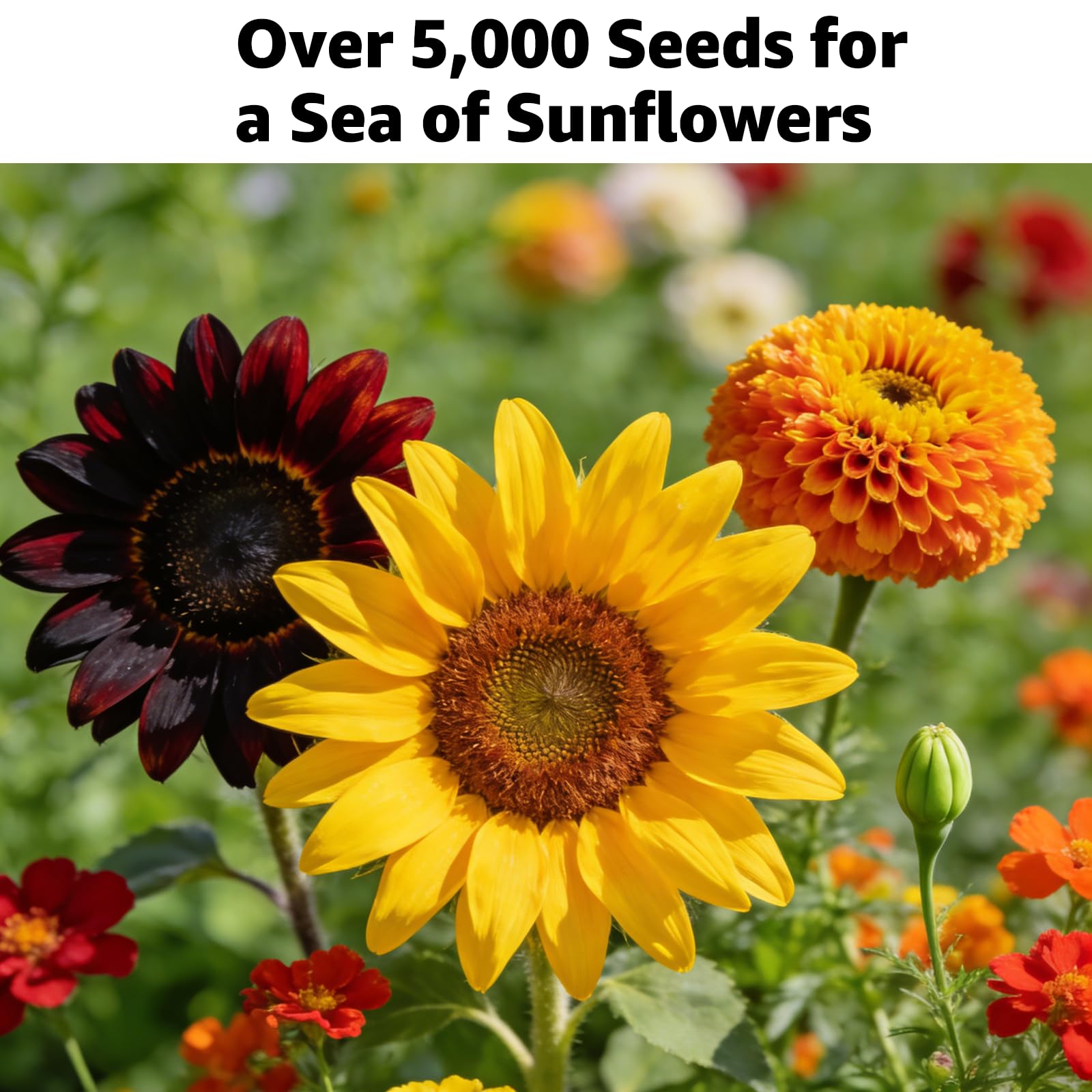 Fruivity’s 15+ varieties provide visual contrast from tall giants to compact dwarfs