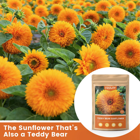 Fruivity Teddy Bear Sunflower Seeds compact plant fits patios and small gardens.