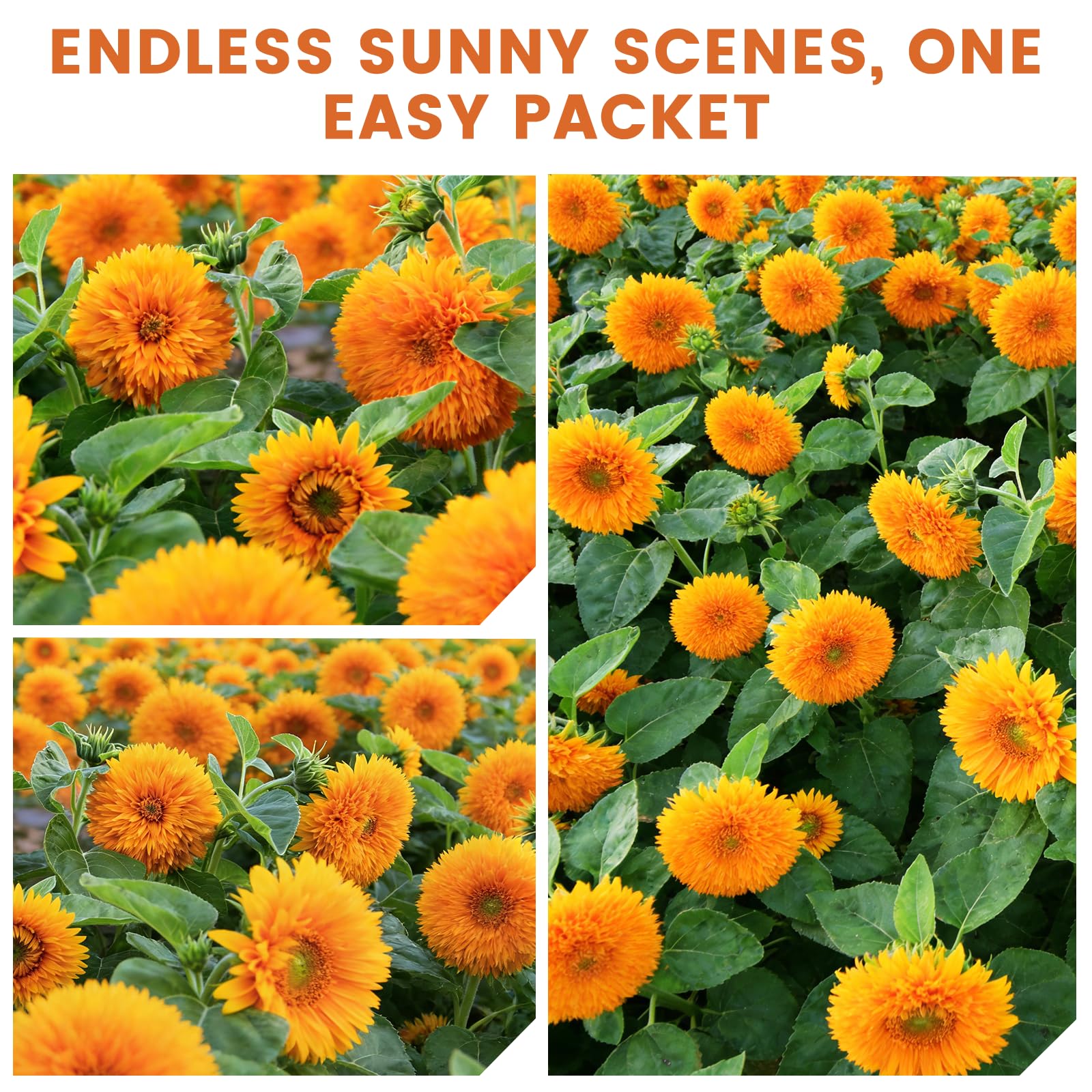 Fruivity Teddy Bear Sunflower Seeds produce fluffy blooms ideal for cut arrangements.