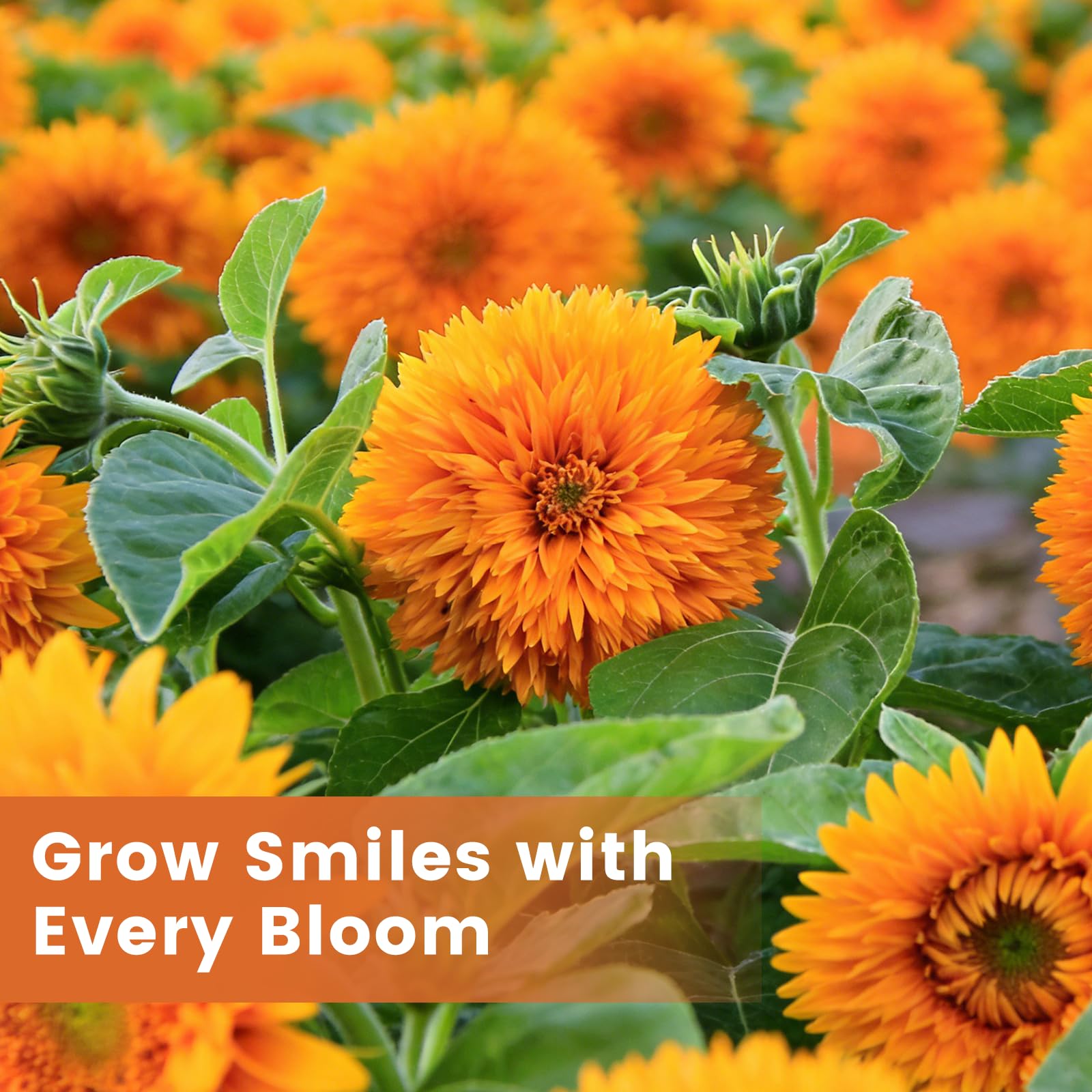 Fruivity Teddy Bear Sunflower Seeds blooms attract bees and butterflies for pollinator-friendly spaces.