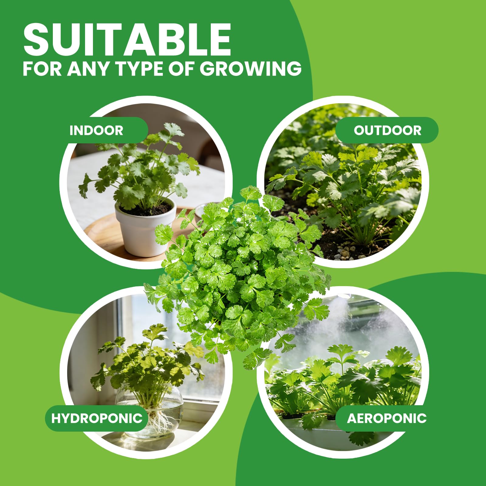 Fruivity 1200+ cilantro seed count for abundant planting options.