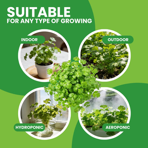 Fruivity 1200+ cilantro seed count for abundant planting options.