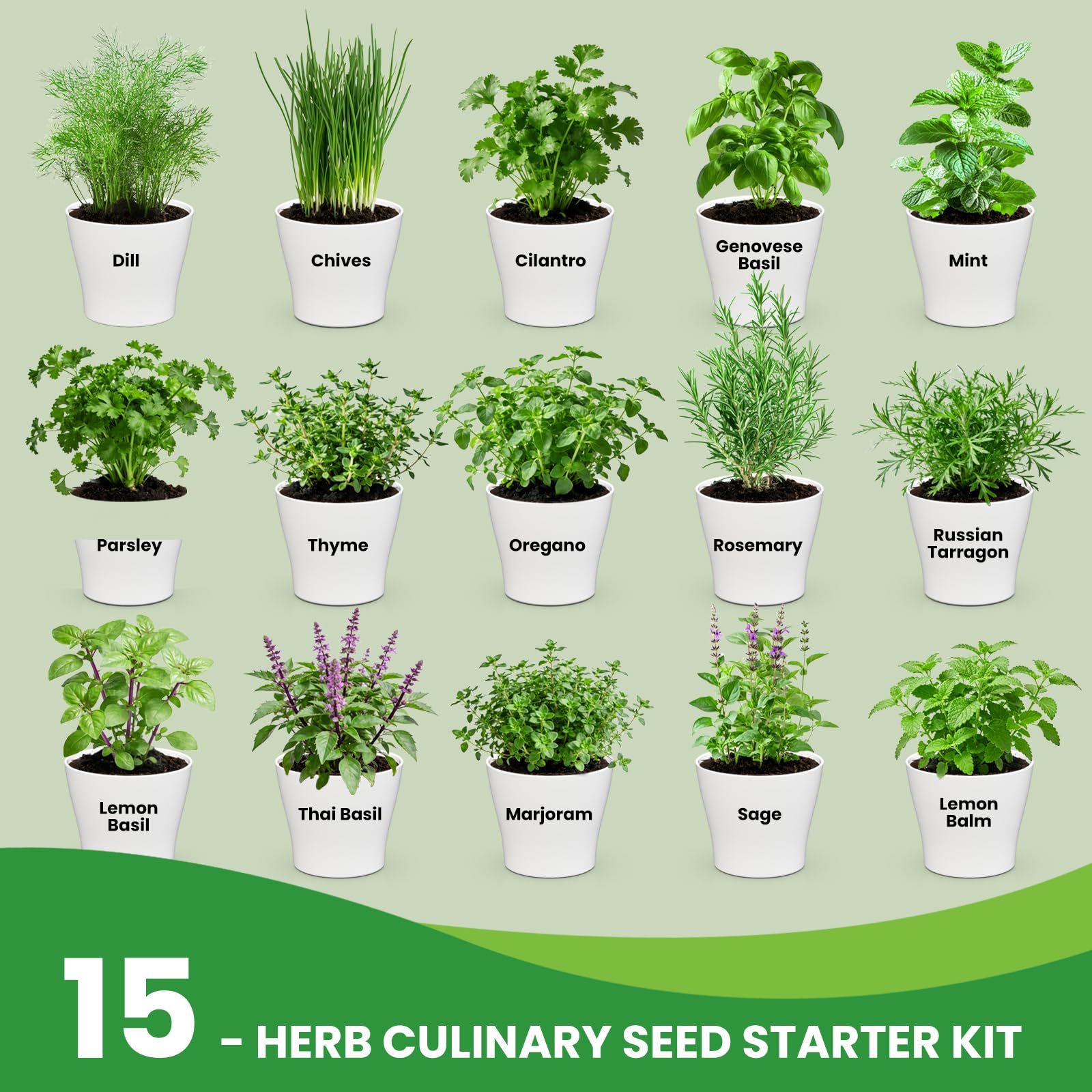 Fruivity 15 herb varieties including Genovese basil and mint for cooking