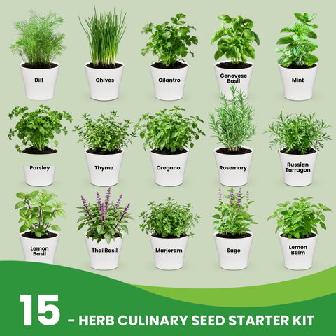 Fruivity 15 herb varieties including Genovese basil and mint for cooking