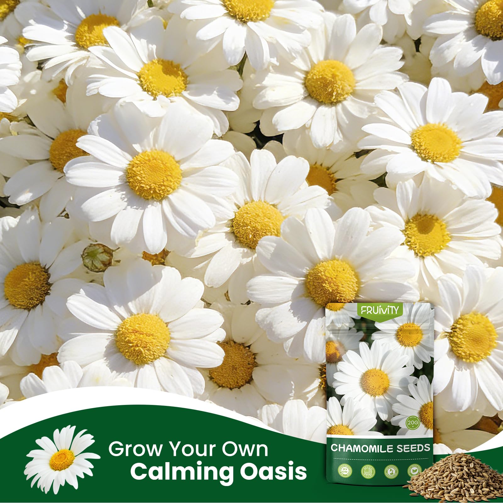 Fruivity chamomile as fragrant lawn substitute with lush blooms