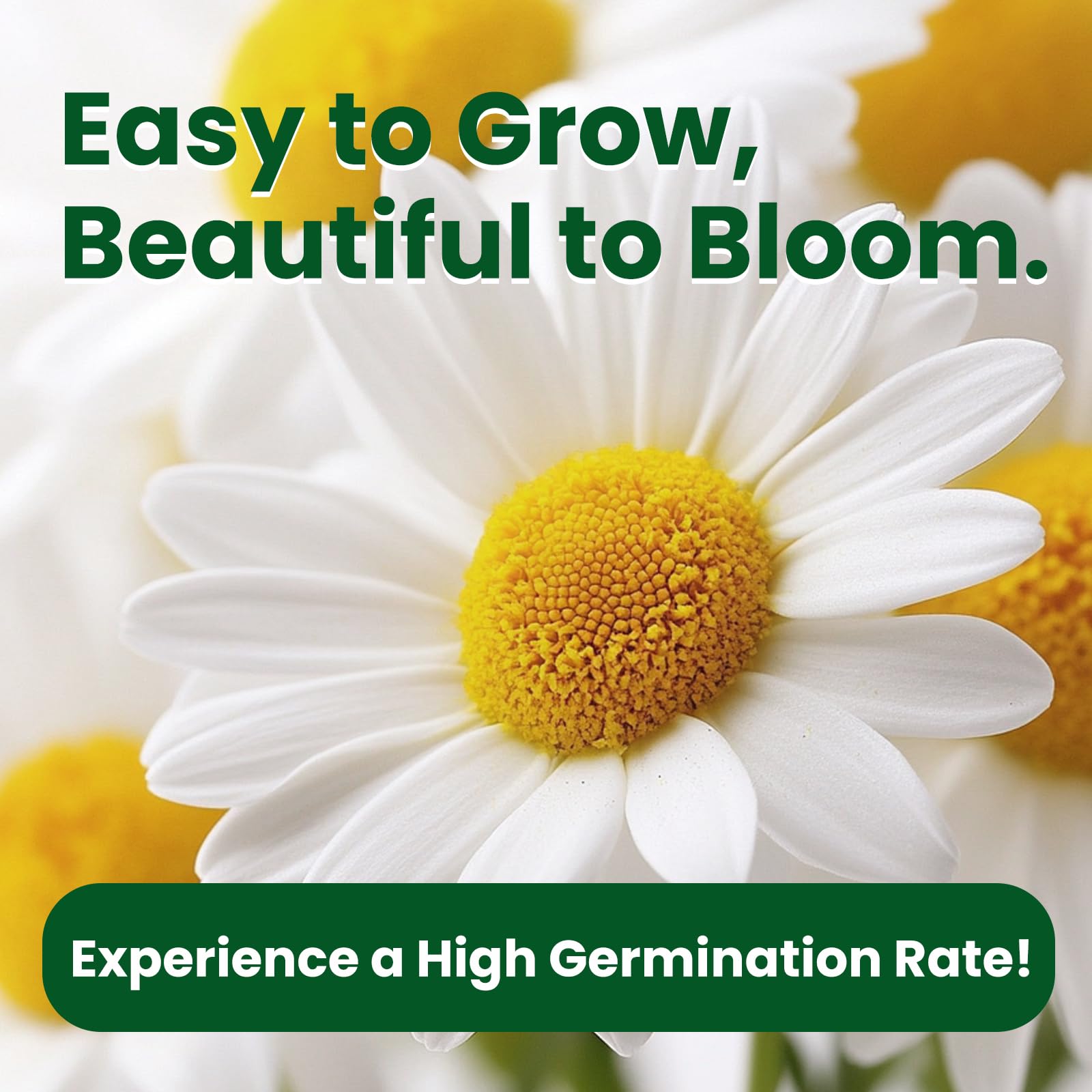 Fruivity chamomile self-sowing returns yearly blooms with minimal effort