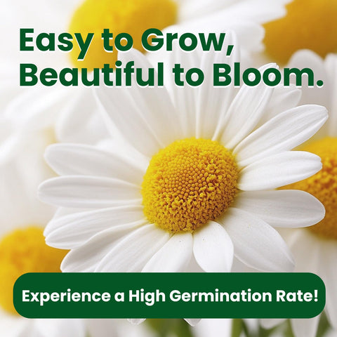 Fruivity chamomile self-sowing returns yearly blooms with minimal effort