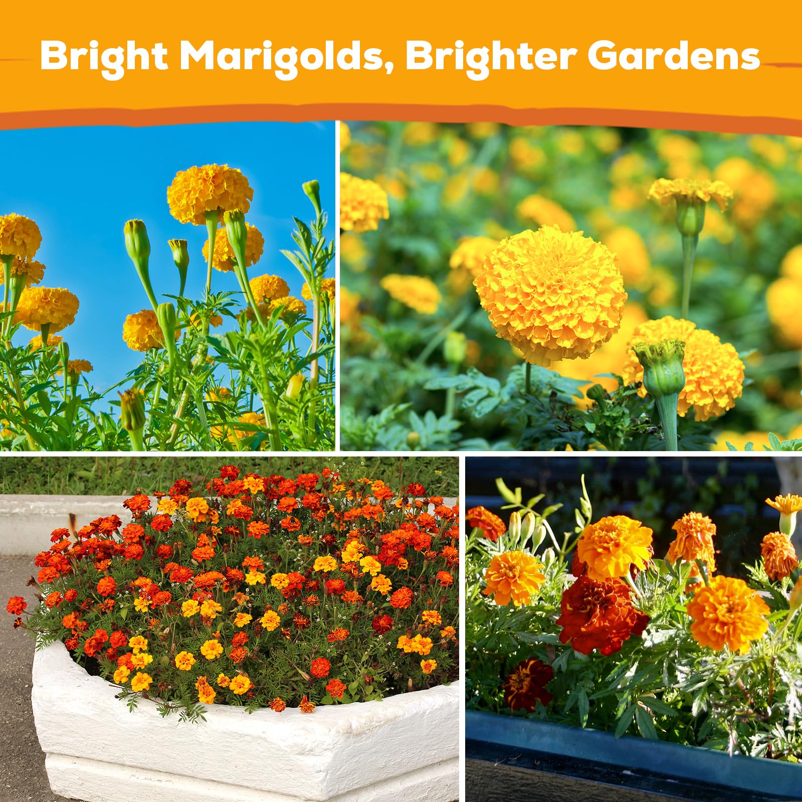 Fruivity marigolds thrive in pots and garden beds alike.