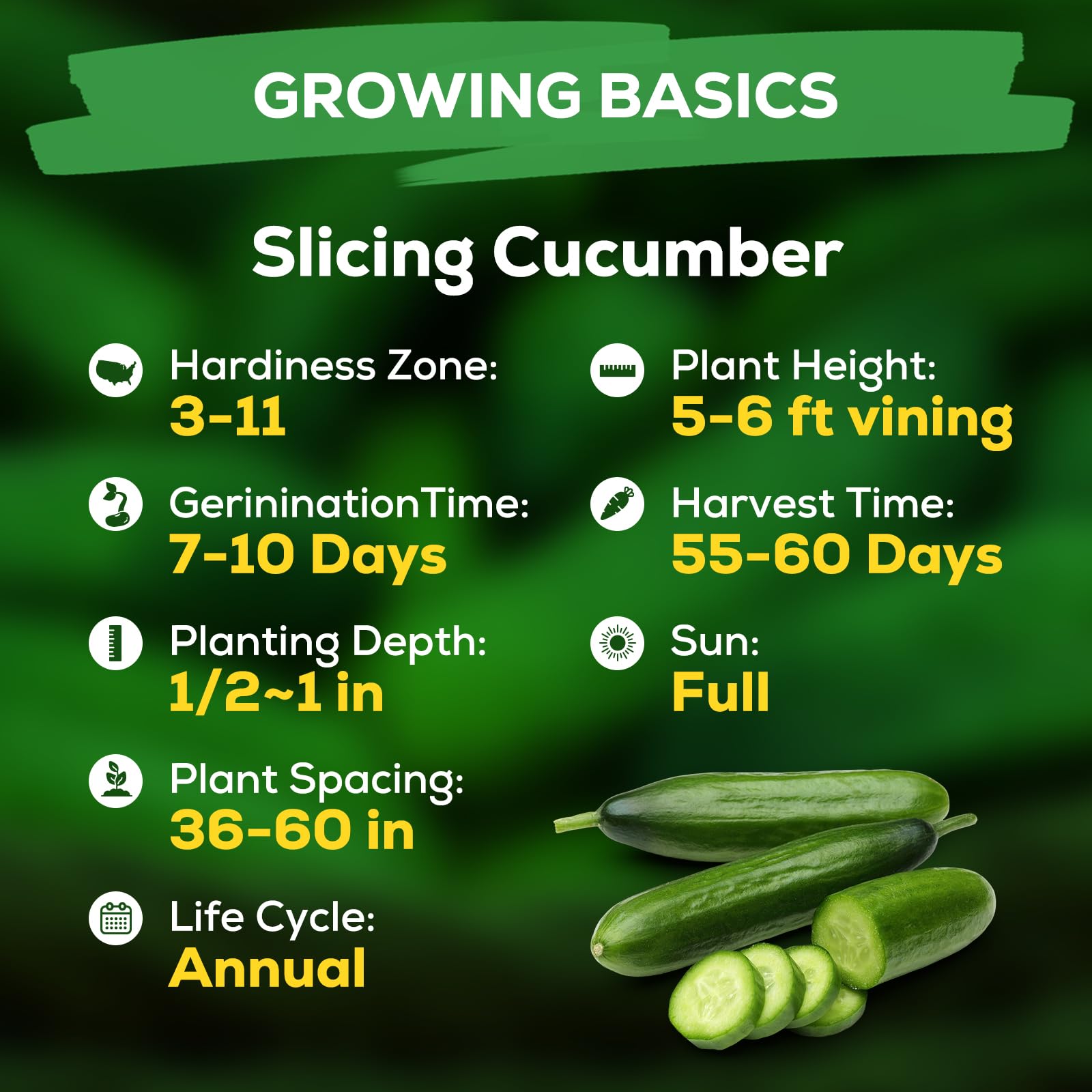 Fruivity cucumber seeds in sunlit garden ready to grow