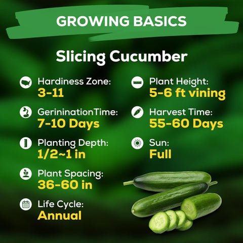 Fruivity cucumber seeds in sunlit garden ready to grow