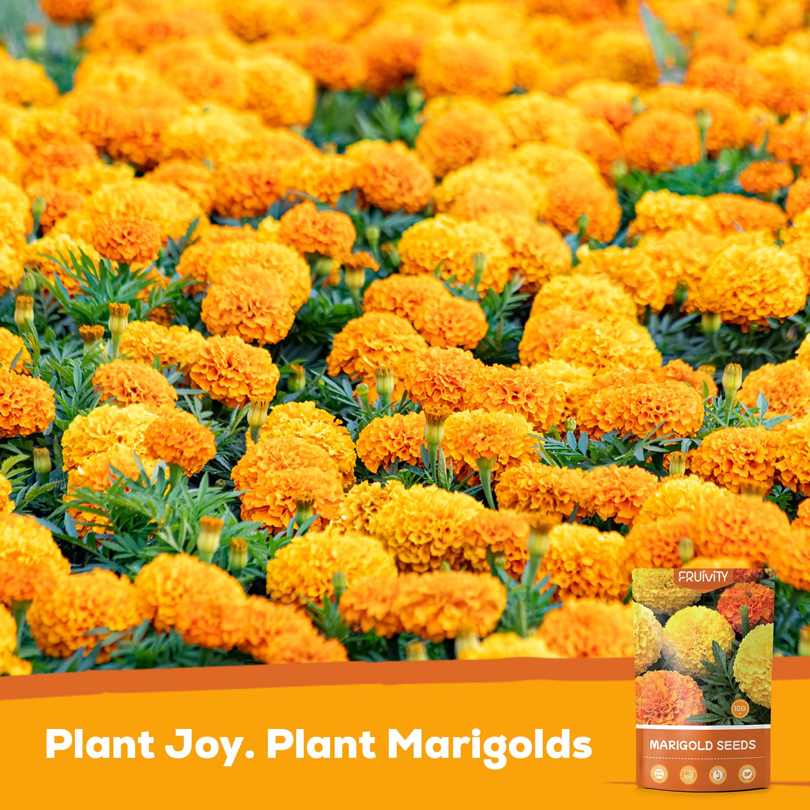 Fruivity French Marigold planting instructions guide reliable germination and easy sowing.