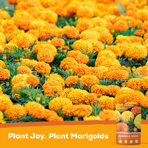 Fruivity French Marigold planting instructions guide reliable germination and easy sowing.