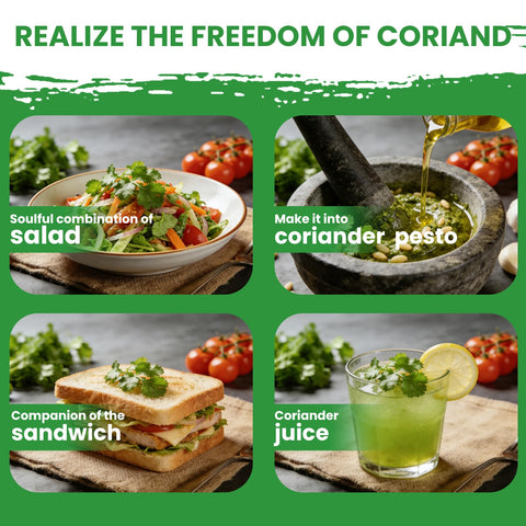 Fruivity cilantro seeds enabling garden-fresh leaves and seeds from your harvest.