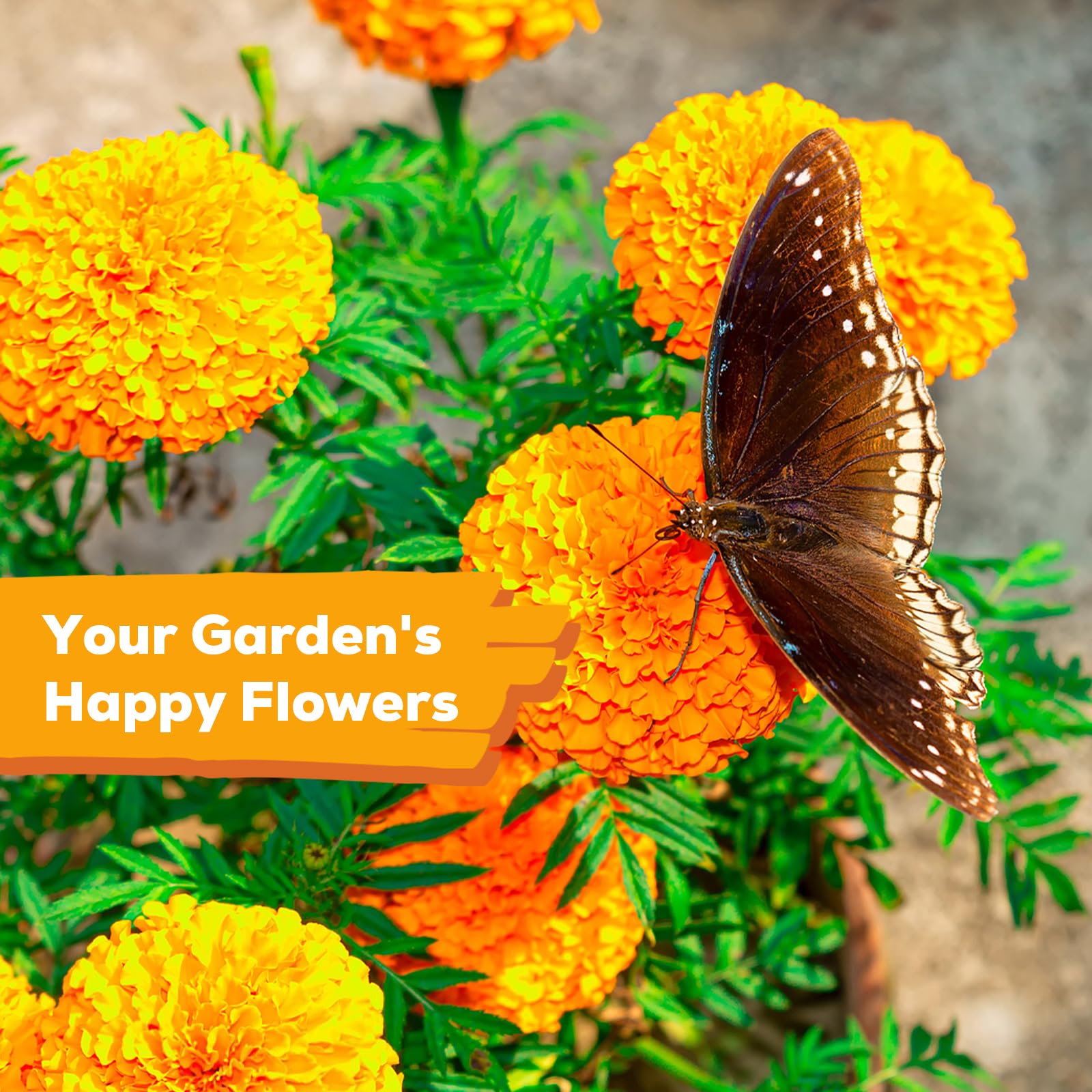 Fruivity non-GMO heirloom seeds preserve classic color and form.