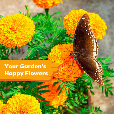 Fruivity non-GMO heirloom seeds preserve classic color and form.