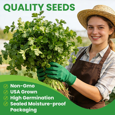 Fruivity non-GMO cilantro seeds ideal for year-round fresh herbs.