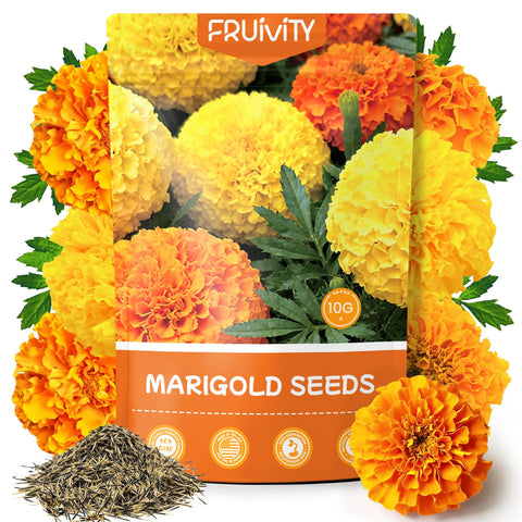 Fruivity Petite French Marigold seeds packet ready for beginners seeking quick garden color.