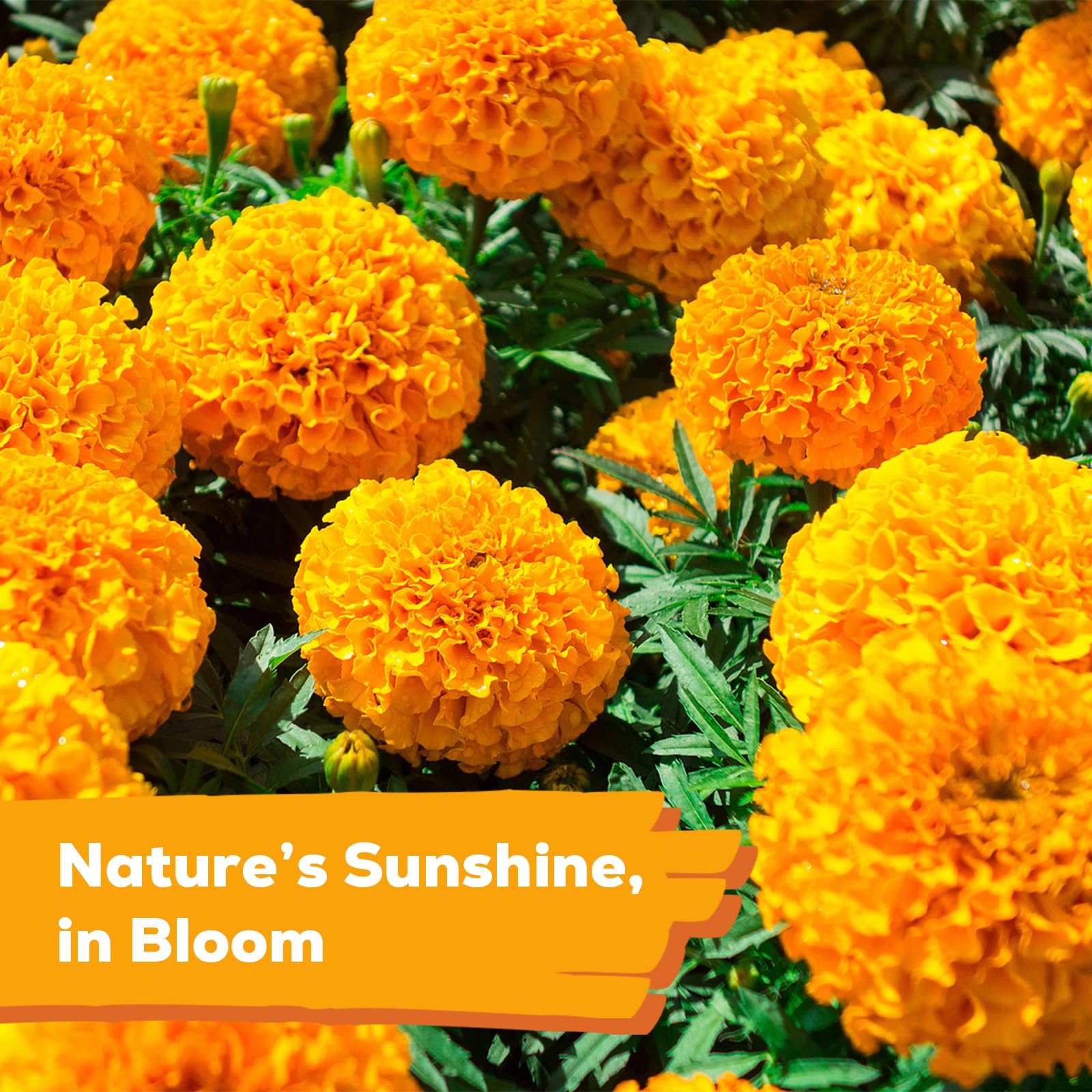 Fruivity marigolds attract butterflies and bees for a lively garden.