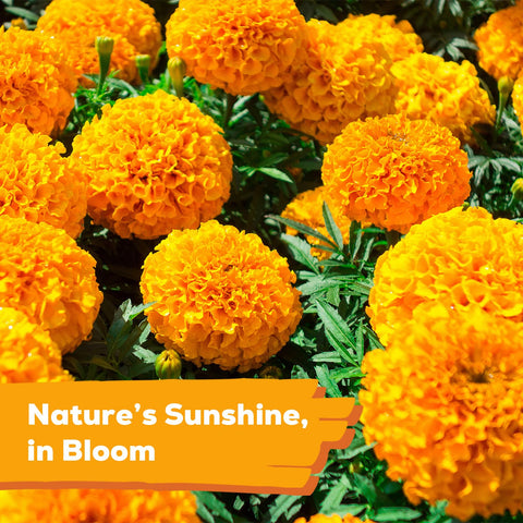 Fruivity marigolds attract butterflies and bees for a lively garden.