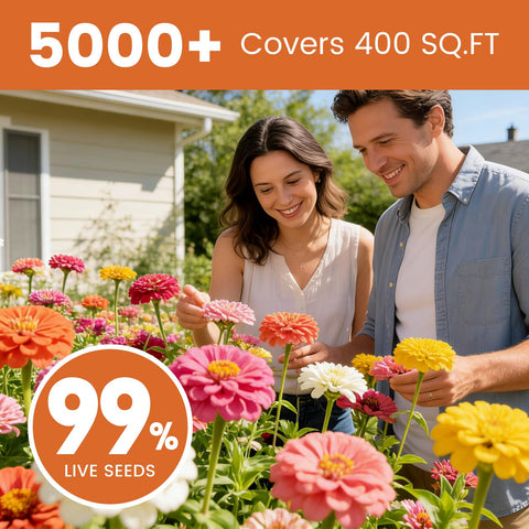 Fruivity Zinnia seeds display 7-color mix blooming in a vibrant flower bed.