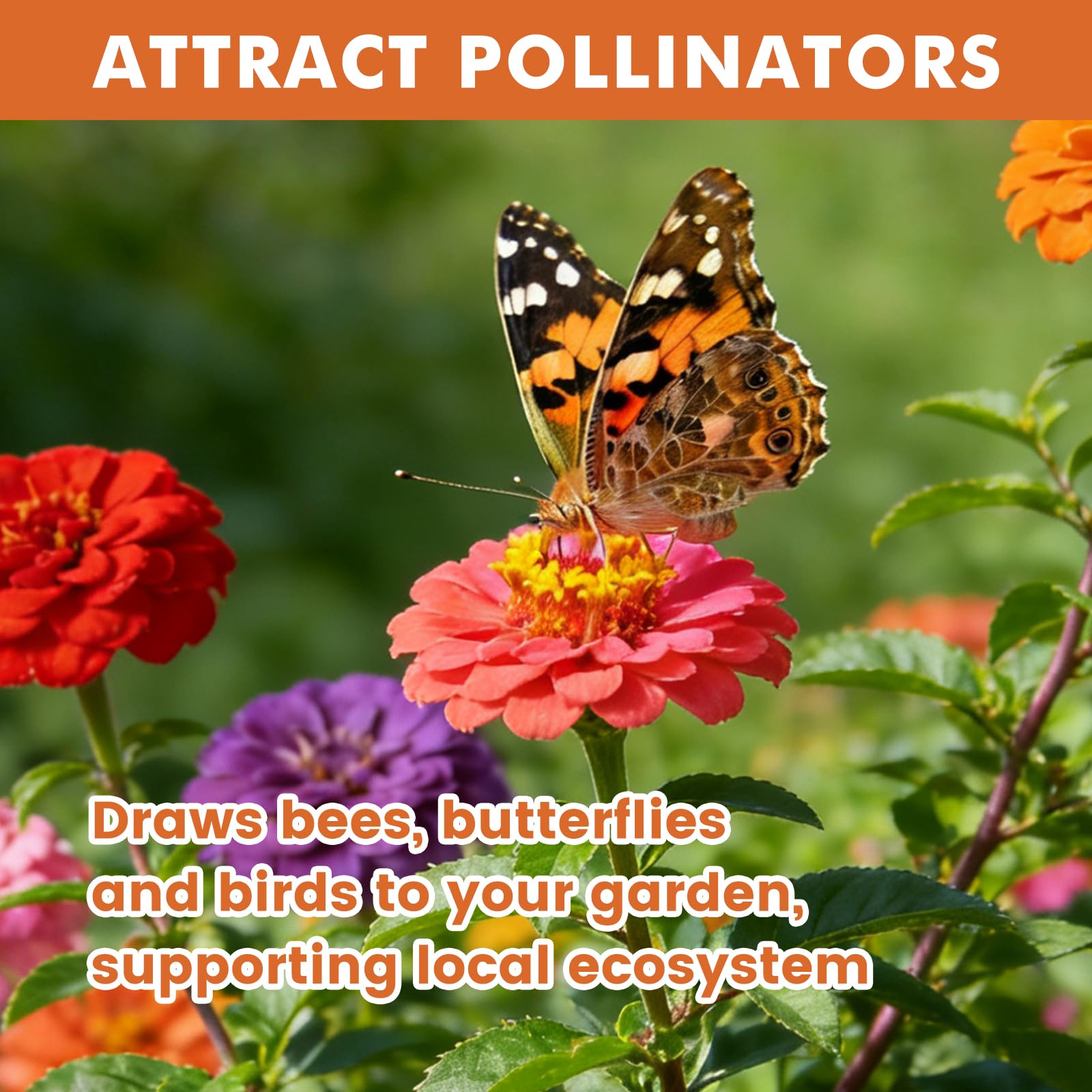Fruivity Zinnia seeds as a gift-ready pack for holidays and celebrations.