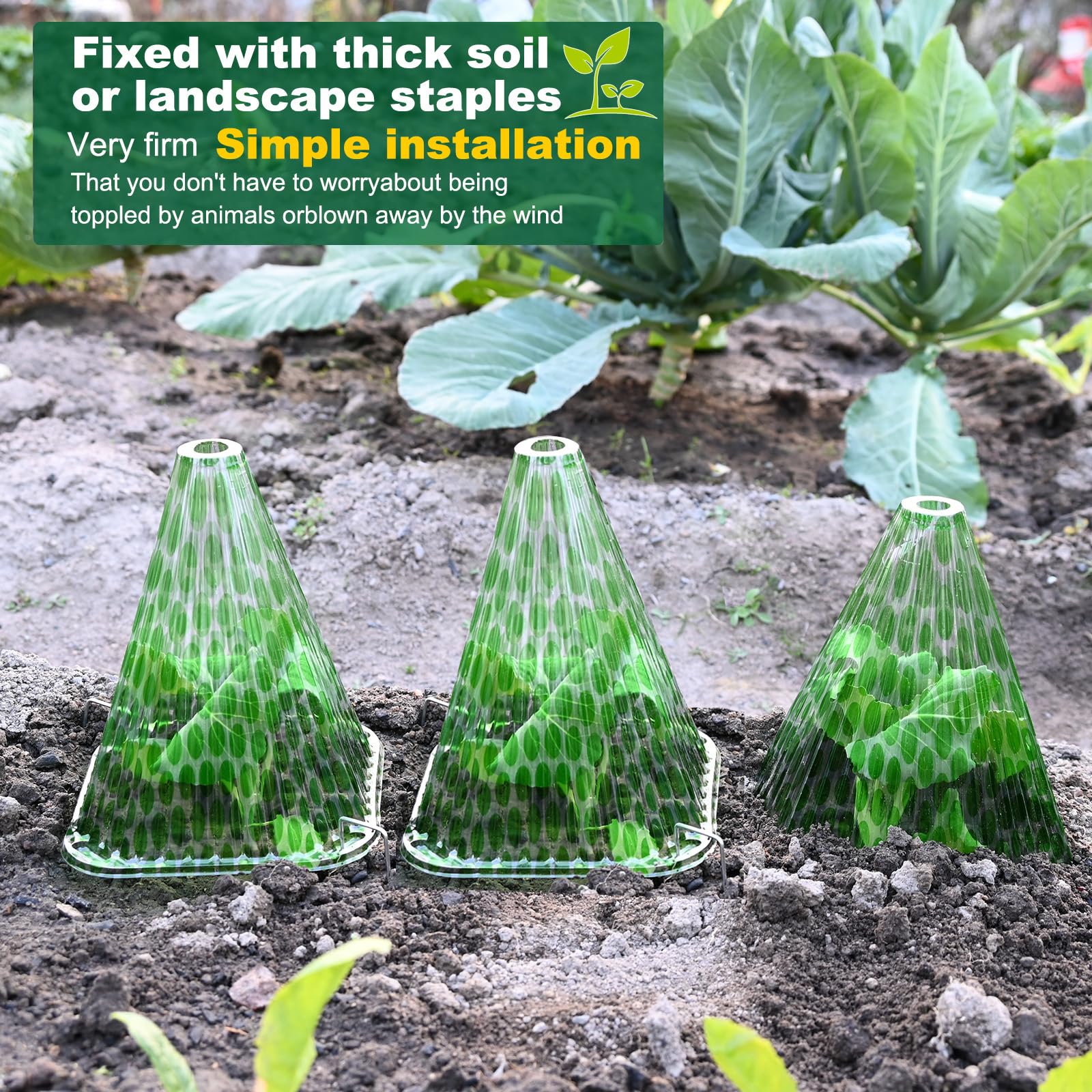 Fshow cloche protects seedlings from snails and pests