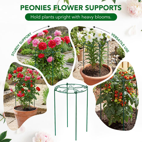 FuBegi peony cage 30-inch height accommodates taller plants.