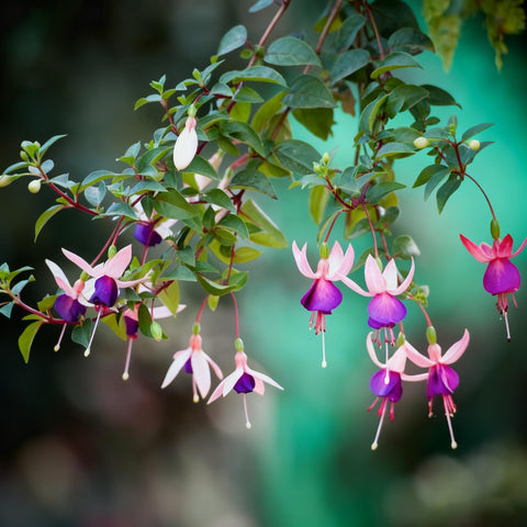 Fuchsia Seeds suit containers and patios with eye-level elegance.
