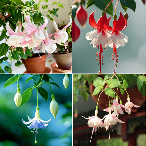 Fuchsia Seeds showcase dancing ballerina blooms in shaded garden displays.