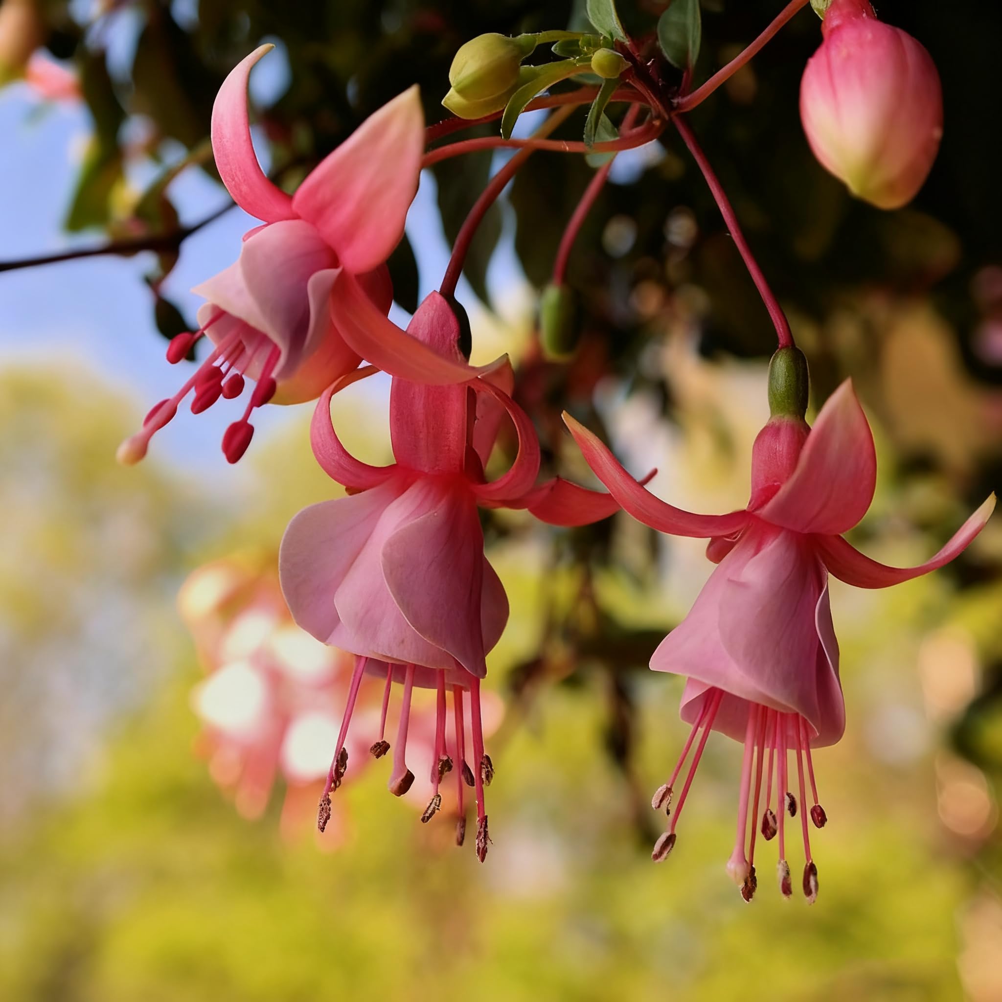 Fuchsia Seeds ideal for hanging baskets with cascading blooms.