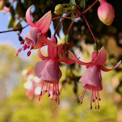 Fuchsia Seeds ideal for hanging baskets with cascading blooms.