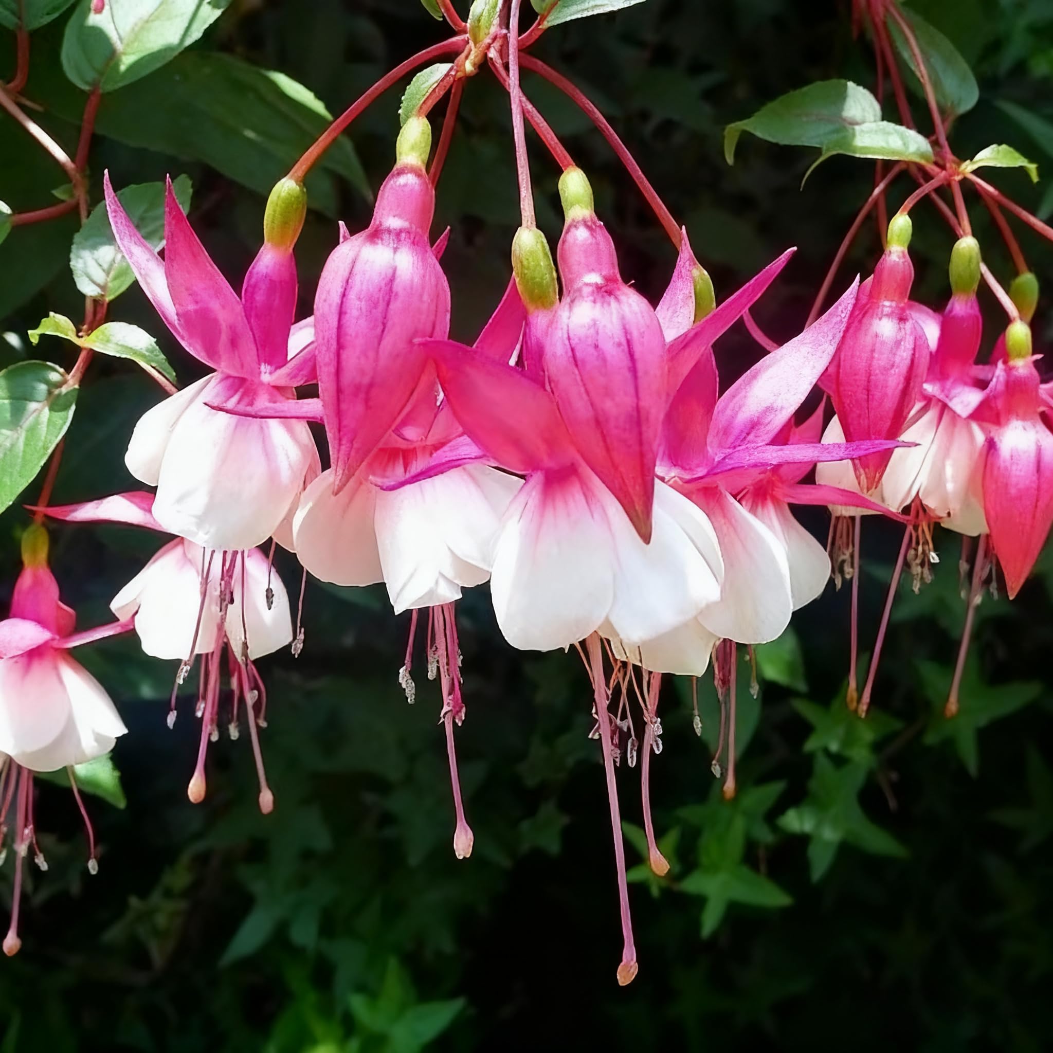 Fuchsia Seeds are non-GMO heirloom varieties for home gardens.