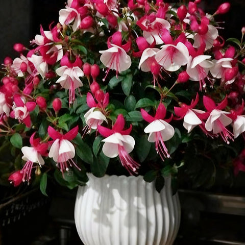 Fuchsia Seeds provide continuous color from late spring through fall.