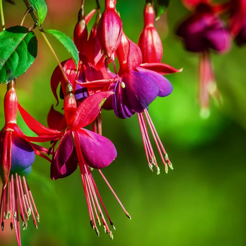 Fuchsia Seeds perform best in USDA zones 7-10 with winter protection.